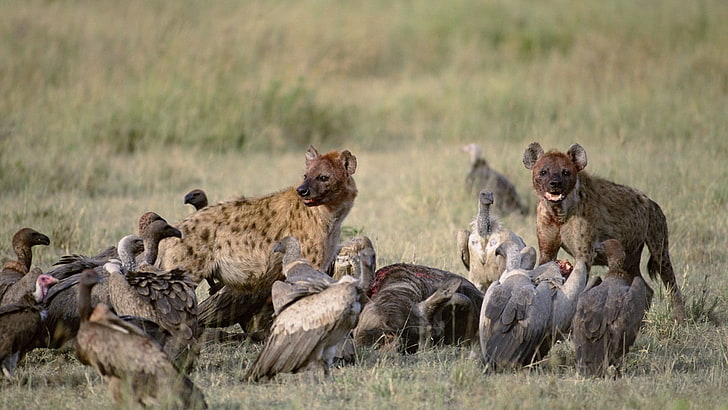 brown hyenas, vultures, carrion, food, field, animal, wildlife