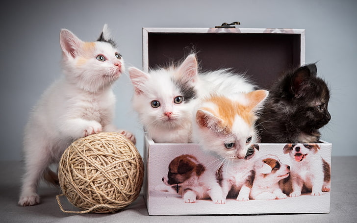 four assorted-color kittens, boxes, cat, domestic, pets, domestic animals