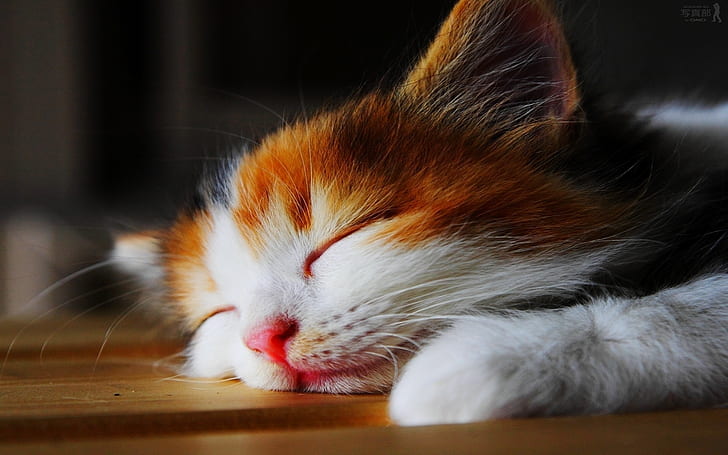 Amazingly Cute Sleepy Kitten, HD wallpaper
