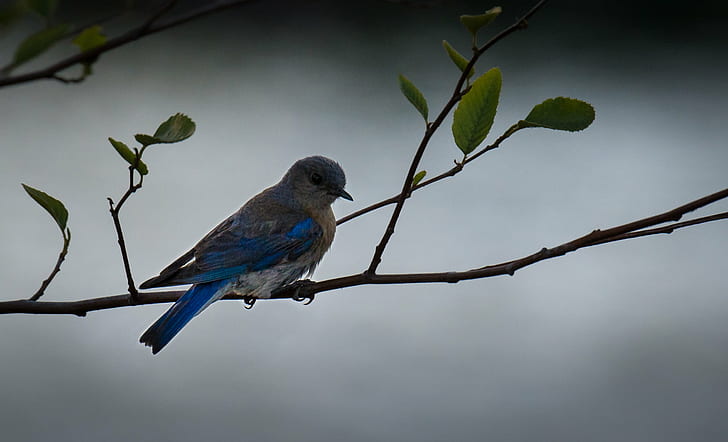 blue small beak bird perching on tree twig, Northern Blue, Blue Bird