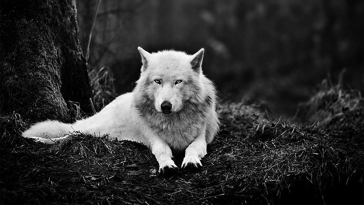 grayscale photo of wolf, one animal, mammal, animals in the wild, HD wallpaper
