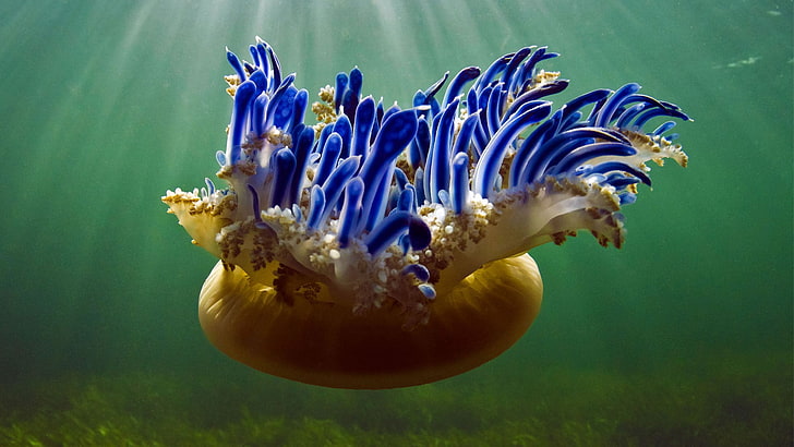 brown and blue jellyfish, Bing, 2017 (Year), animals, underwater, HD wallpaper