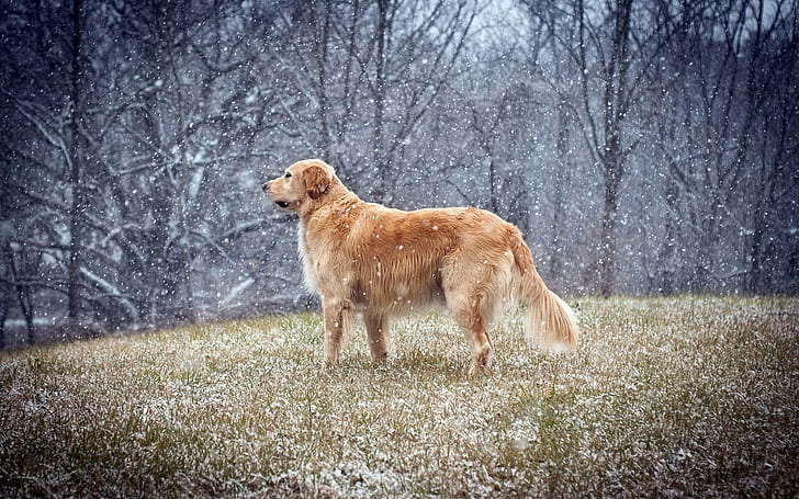 Dog, Animals, Golden Retrievers, Snow, Winter, HD wallpaper