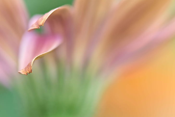 selective focus photography of pink leaf plant, daisy, daisy, HD wallpaper