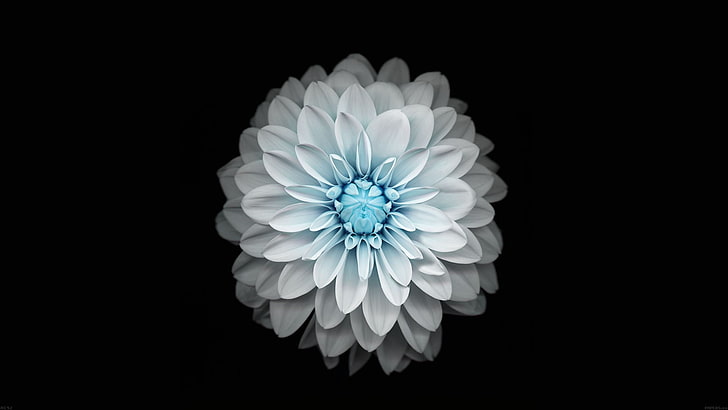 HD wallpaper: white-and-blue petaled flower, flowers, black ...