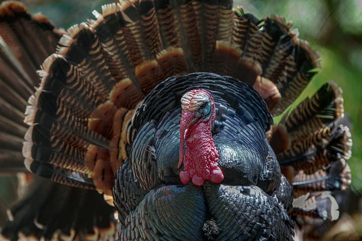 *** Proud Turkey ***, napuszony, indyk, zwierzeta, ptaki, animals, HD wallpaper