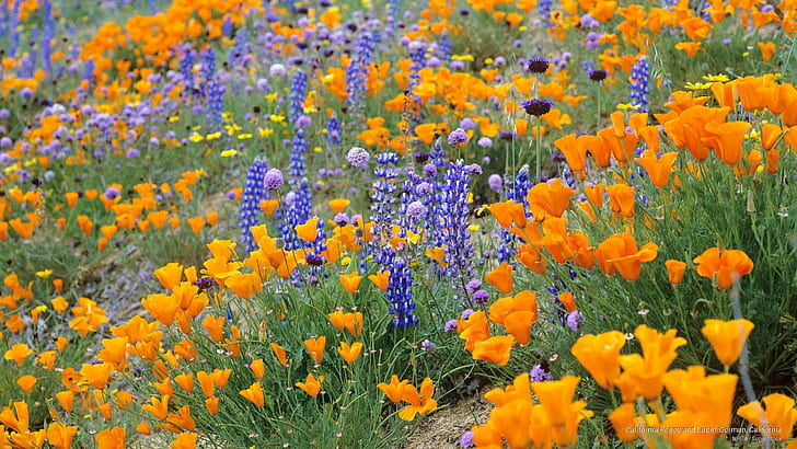 California Poppy and Lupin, Gorman, California, Flowers/Gardens, HD wallpaper