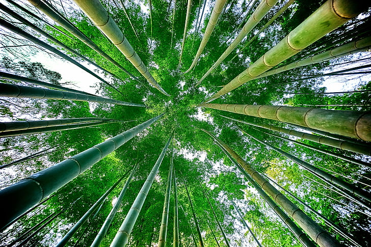 low angle photography of bamboo trees, bamboo, forest, ILCE-7M2