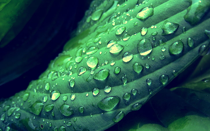 green leaf and dew drops, leaves, water drops, depth of field