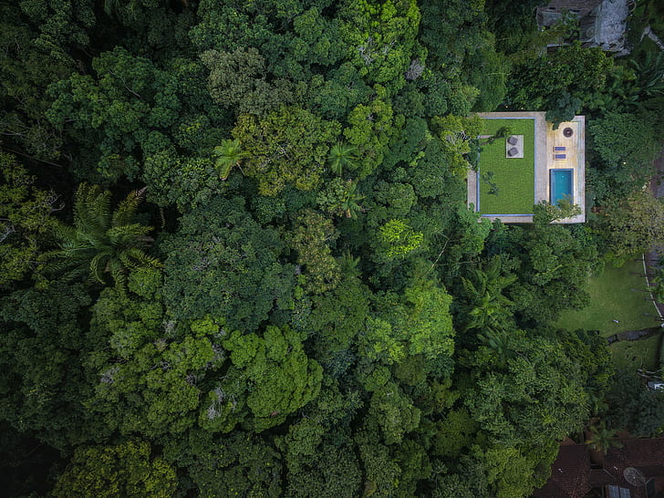 trees, forest, swimming pool, jungle, rainforest, house, rooftops, HD wallpaper
