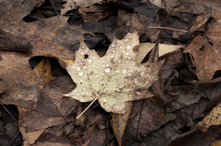 fall, leaves, maple leaves, nature, Canada, leaf, plant part