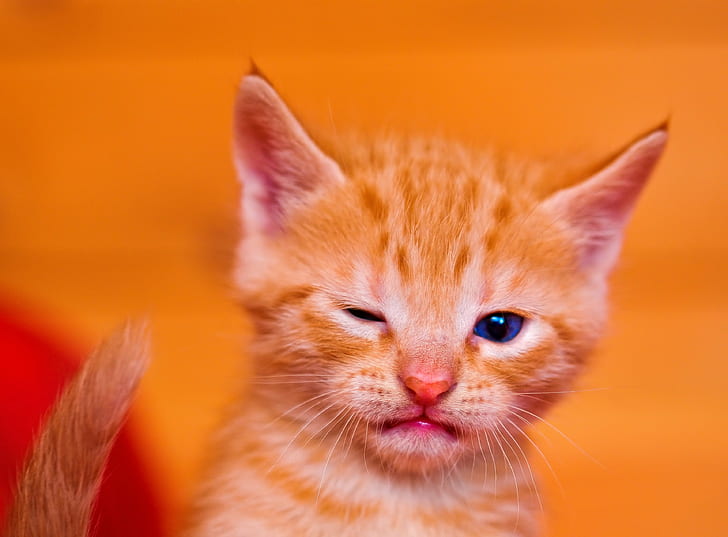 orange Tabby kitten sitting inside room, Cute, portrait, winking