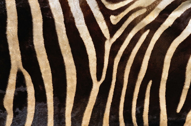black and white zebra print sheet, texture, fur, animal texture, HD wallpaper
