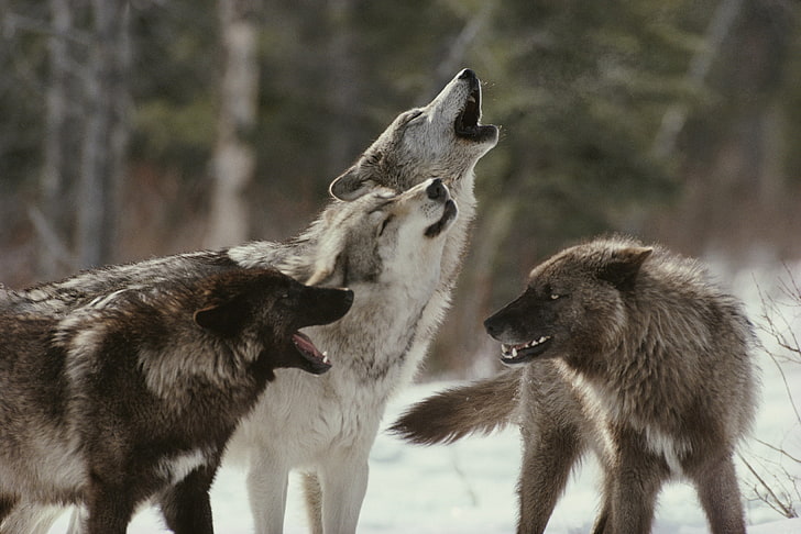 Download Wolf Pack By Lake Wallpaper  Wallpaperscom