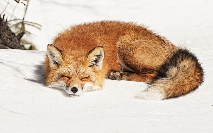 fox, animals, snow, animal themes, one animal, mammal, animal wildlife, HD wallpaper