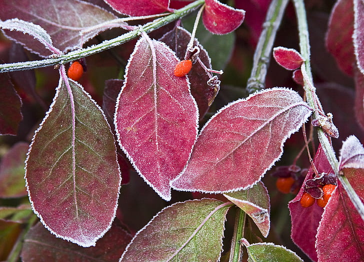 macro photography of purple-leaf plant, frosty, leaves, nature
