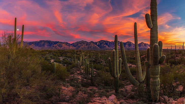 sunset, arizona, cacti, united states, saguaro cactus, sonoran desert, HD wallpaper