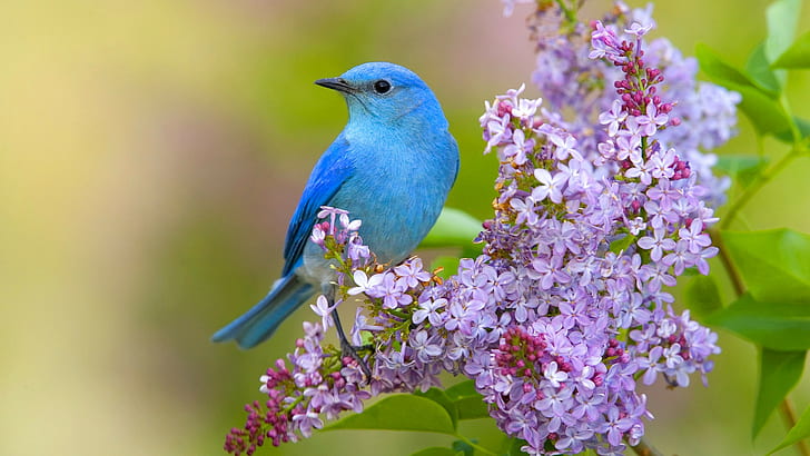 Bird and flowers, blue parakeet, spring, lilac, HD wallpaper