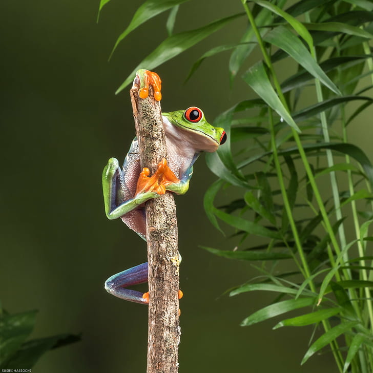 green frog on brown wood branch, Pole dancing, dancing frog, Explored