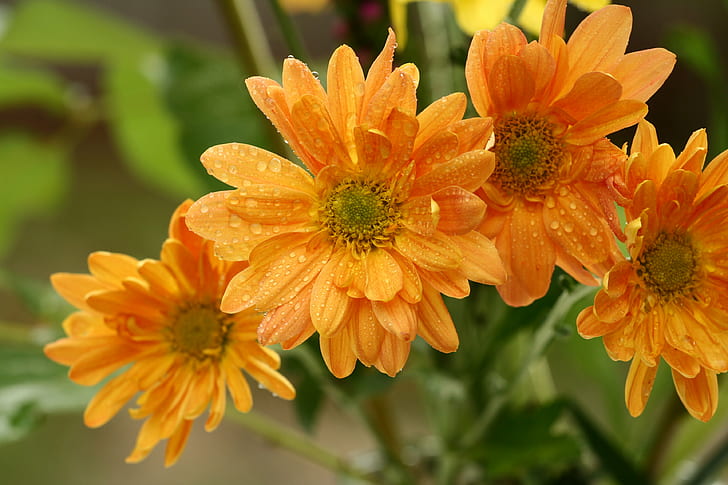 close up photo of four yellow petaled flowers filled with water droplets, orange, orange
