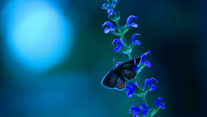 butterfly, cobalt blue, macro photography, flower, organism, HD wallpaper