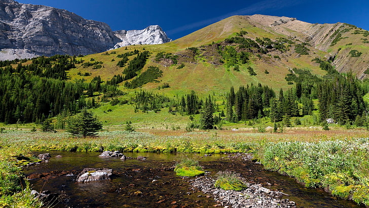 pine trees, mountains, river, environment, plant, scenics - nature