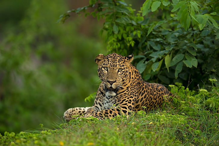 photography, nature, jaguars, grass, leaves, plants, feline, HD wallpaper