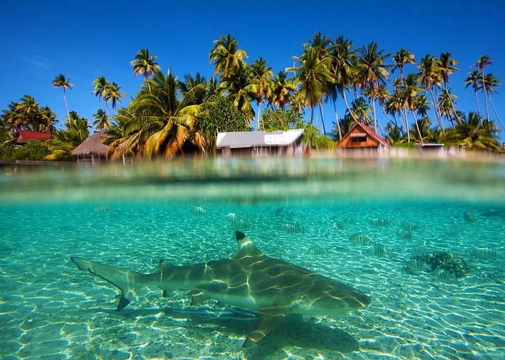 Shark under the Lagoon South Pacific, underwater, south-pacific, HD wallpaper