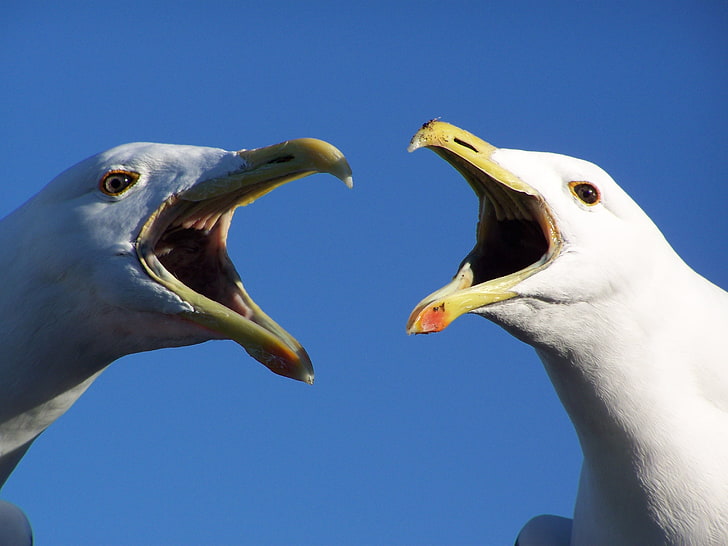 two white birds, seagulls, animals, animal themes, mouth open