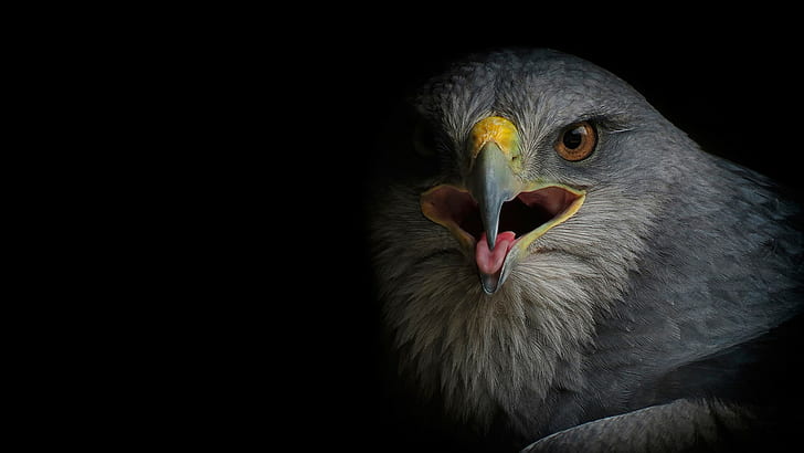Buzzard falcon, gray short beaked bird, vulture
