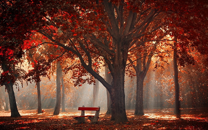 red tree forest, sun rays through trees photography, nature, landscape, HD wallpaper