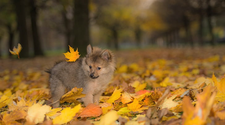 fall, puppies