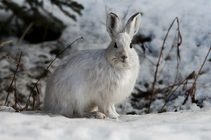 white rabbit on snow covered  ground, snowshoe hare, snowshoe hare
