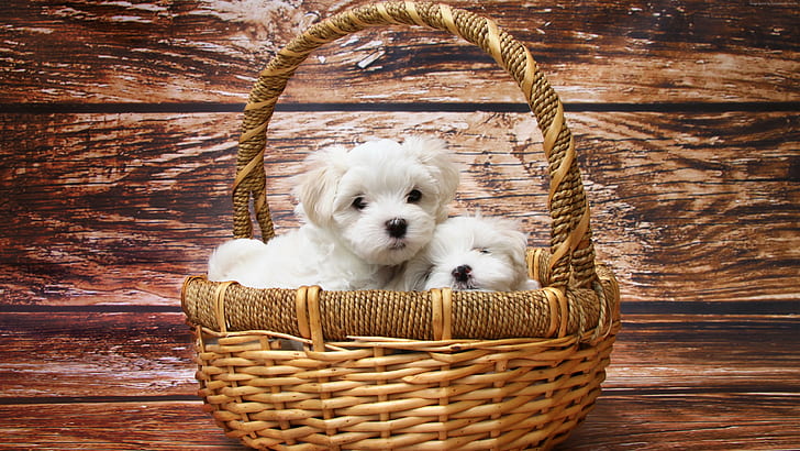 Maltese dogs, pet, puppy, white, HD wallpaper