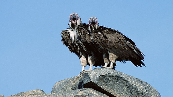 two gray vultures, birds, predators, stone, animal, animal themes, HD wallpaper