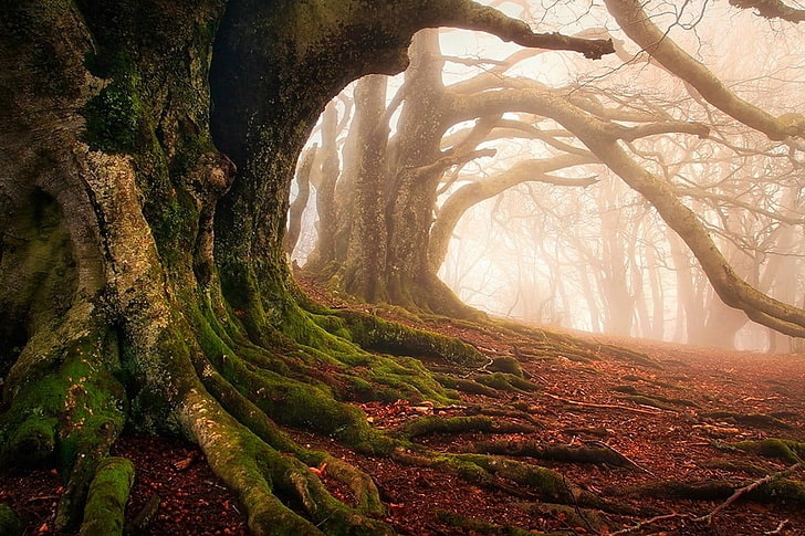 tree forest, mist, moss, roots, trees, ancient, leaves, nature, HD wallpaper