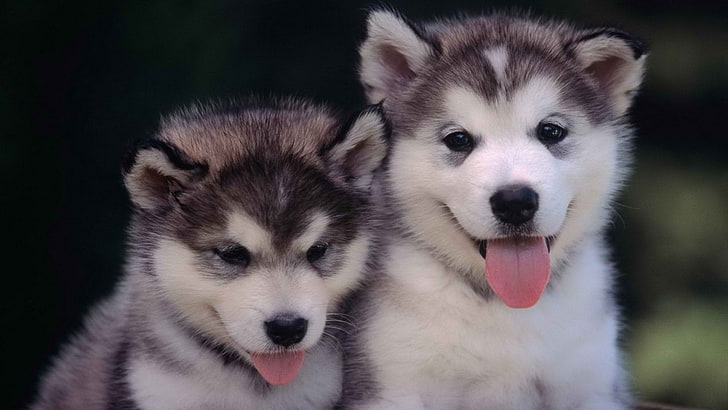 short-coated gray and white puppies, animals, dog, хаски