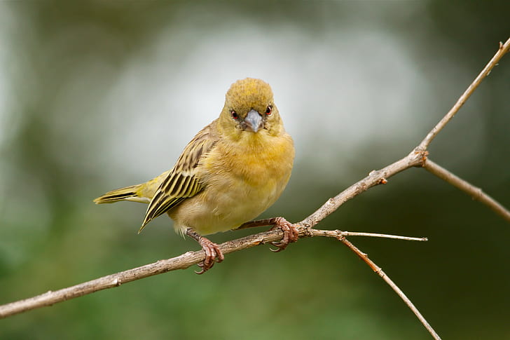 Yellow Finch, Ploceus velatus, Southern Masked Weaver, Weaver  Birds, HD wallpaper