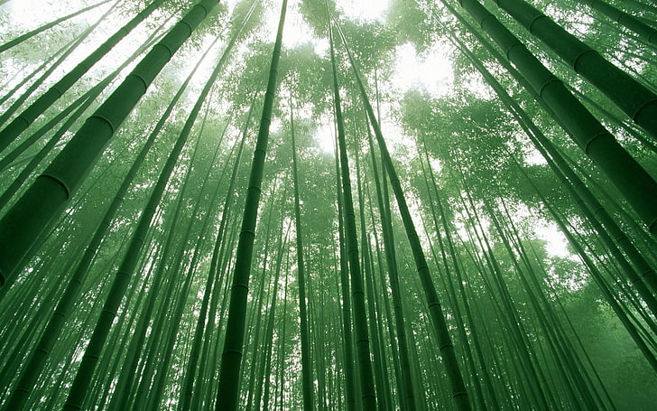 green bamboo trees, stalks, sky, crones, forest, nature, green Color, HD wallpaper