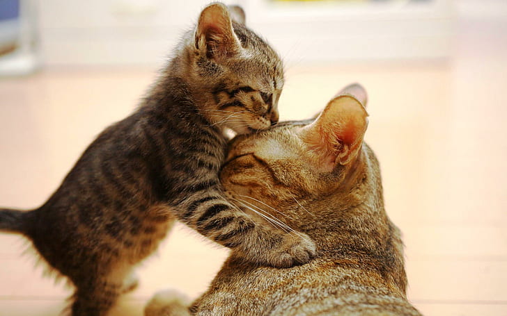Kiss For Mom, cats, baby, nice, kittens, animal, playing, kitty, HD wallpaper