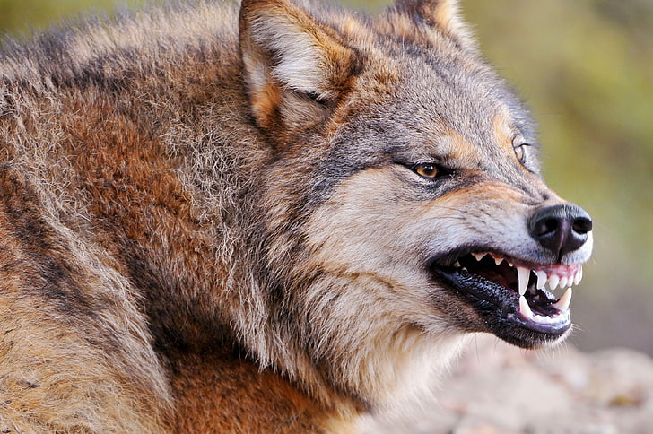 brown wolf, face, teeth, aggression, predator, carnivore, animal, HD wallpaper