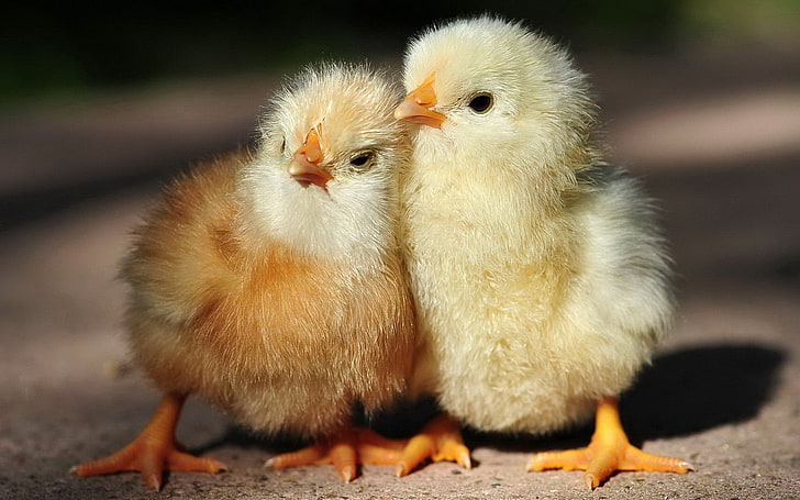 animals, birds, chickens, baby animals, animal themes, group of animals, HD wallpaper