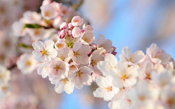 white cherry blossom, flowers, plants, tree, bloom, spring, nature