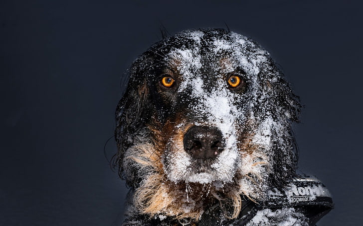 animals, dog, snow, simple background, yellow eyes, one animal