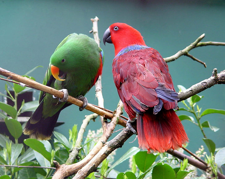 bird, eclectus, parrot, tropical
