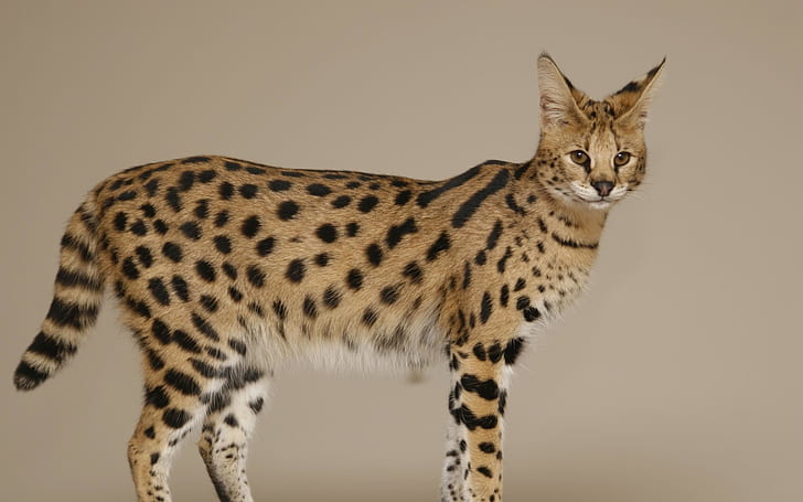 Savannah Cat, brown and black lynx, cheetah, HD wallpaper