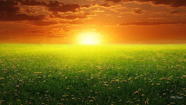 bed of yellow flowe, flowers, field, yellow flowers, sunset, photomontage, HD wallpaper