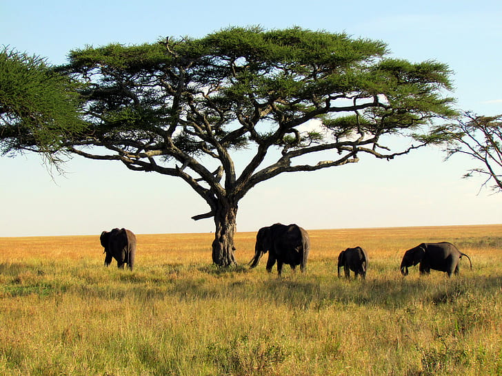four black elephants under green leaf tree, serengeti national park, tanzania, africa, elephants, serengeti national park, tanzania, africa