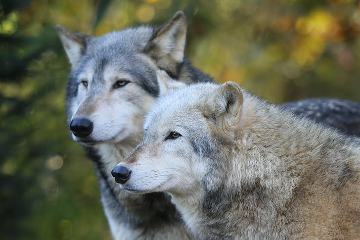 two wolves, grey wolves, grey wolves, Colchester Zoo, Timber Wolf, HD wallpaper