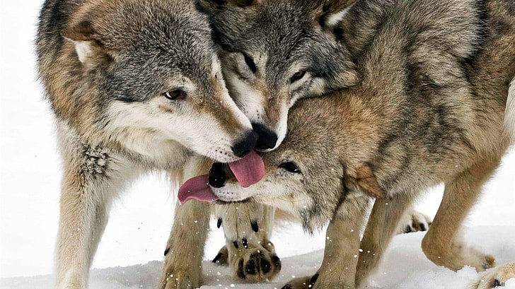gray foxes, animals, wolf, mammals, winter, kissing, animal themes, HD wallpaper